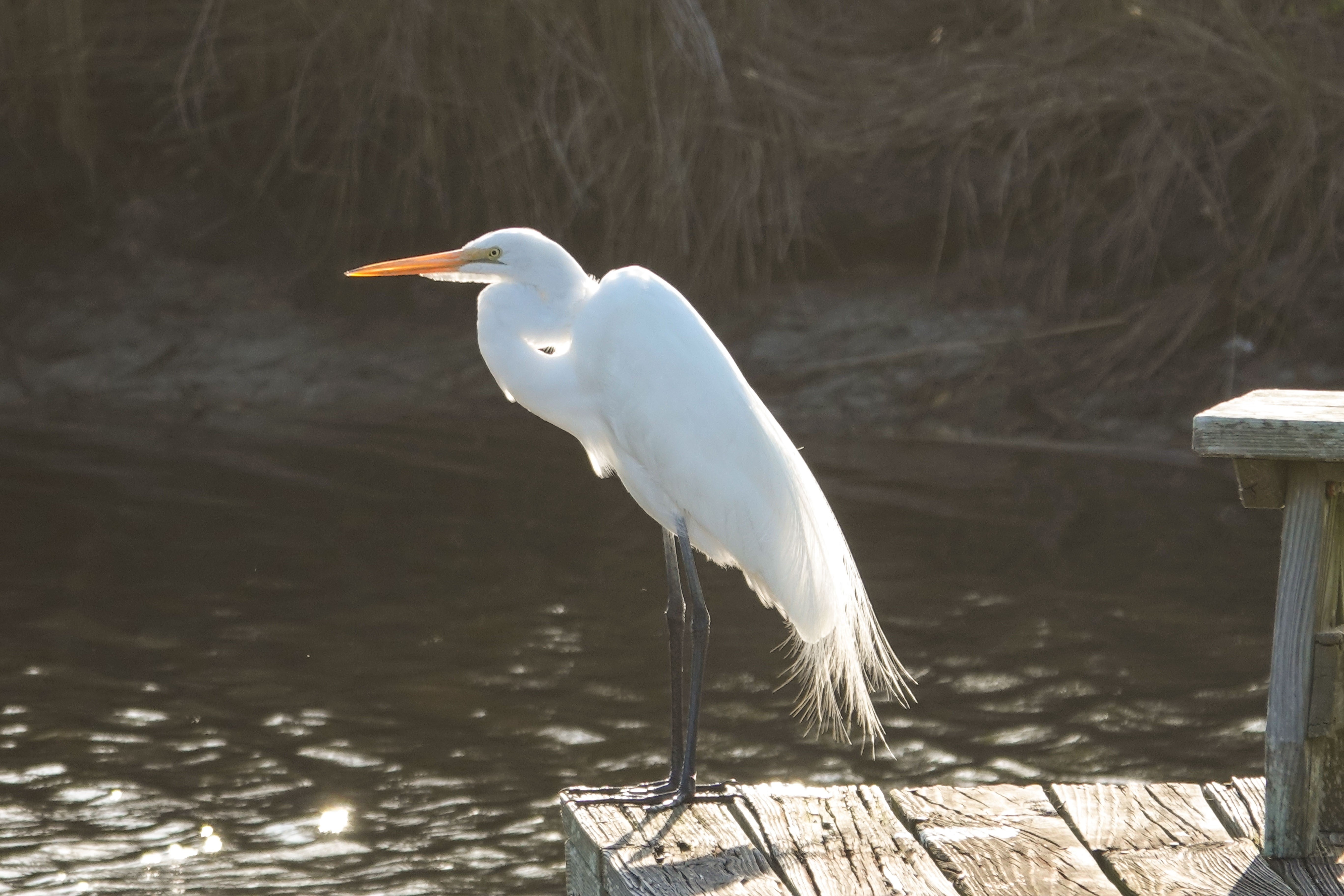Nature Lover's Paradise - Egret on Dock