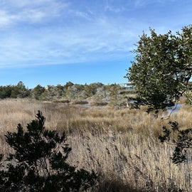 marsh view