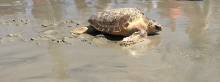 Sea Turtles on Ocracoke