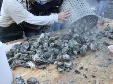 Ocracoke Working Watermen's Oyster Roast and Shrimp Steam