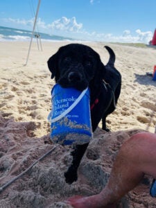 Dog on Beach in Ocracoke