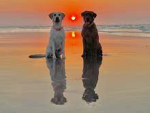 Dogs on the Beach in Ocracoke