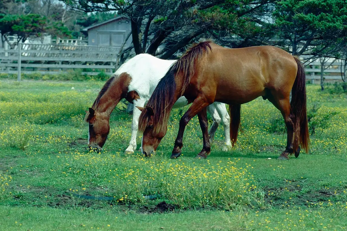 Ocracoke Ponies
