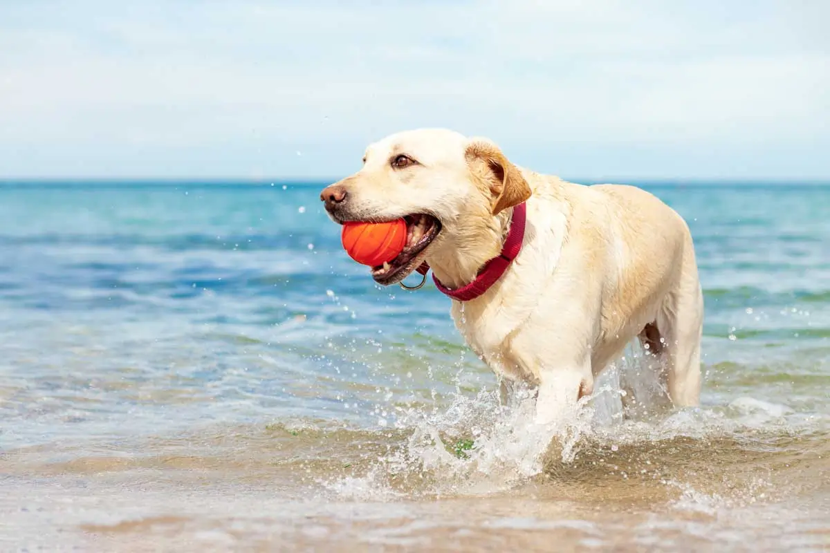 Dog-in-Water-on-Beach